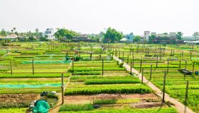 Immerse in Tra Que’s lush agricultural heritage